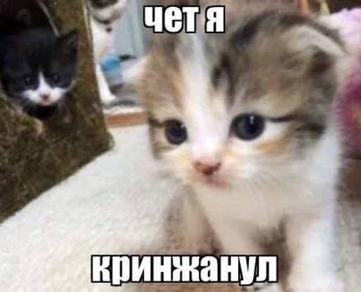 Стикер из набора "котеки🥺"