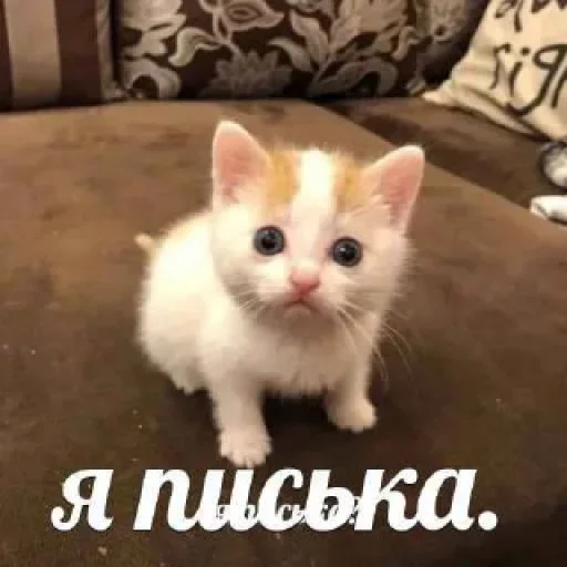 Стикер из набора "котеки🥺"