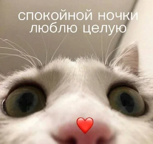 Sticker from the "котеки🥺" sticker pack