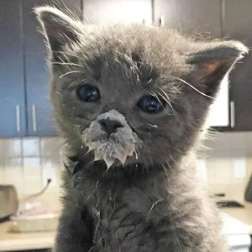 Стикер из набора "котеки🥺"