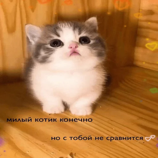 Sticker from the "котейки" sticker pack