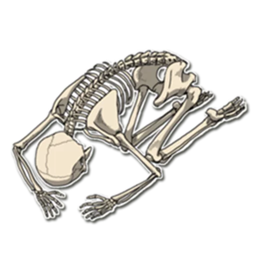 Sticker from the "Skeleton Bob / By OsmerOmar" sticker pack