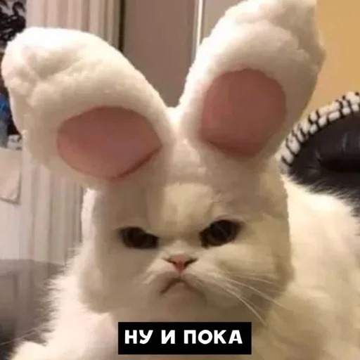 Стикер из набора "Cats | Котики"