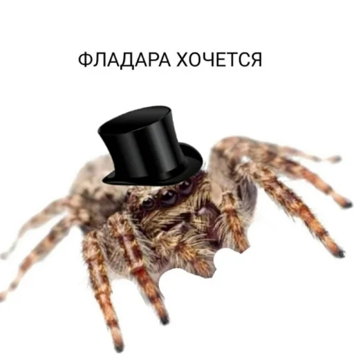 Sticker from the "Фладара хочется" sticker pack