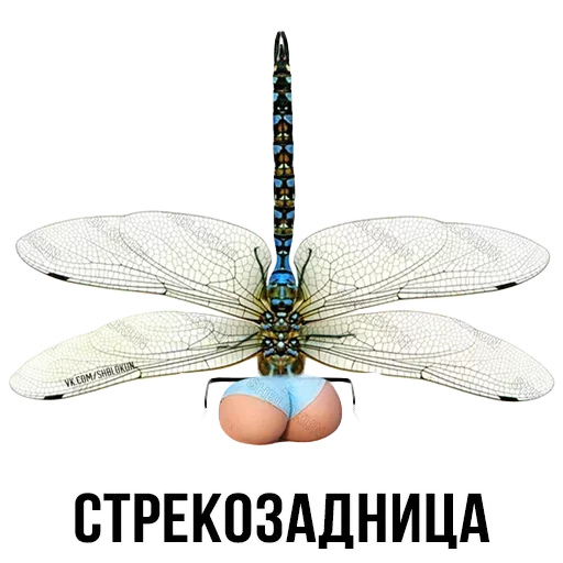 Sticker from the "Шлакоблокунь и друзья" sticker pack