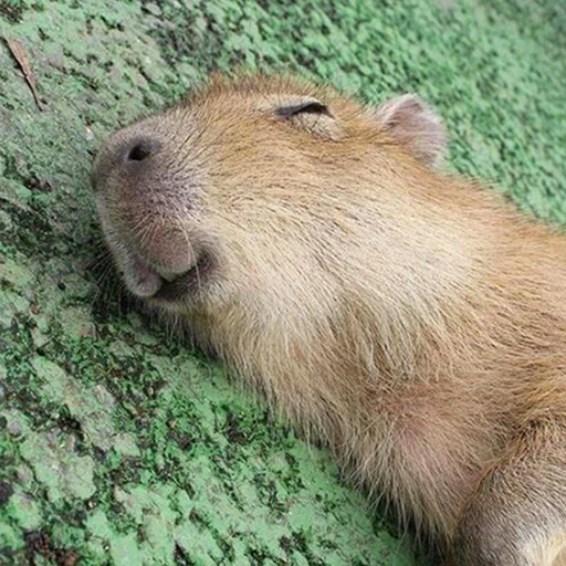 Стикер из набора "Capybara's world"