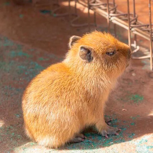 Стикер из набора "Capybara's world"