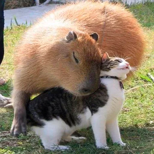 Стикер из набора "Capybara's world"