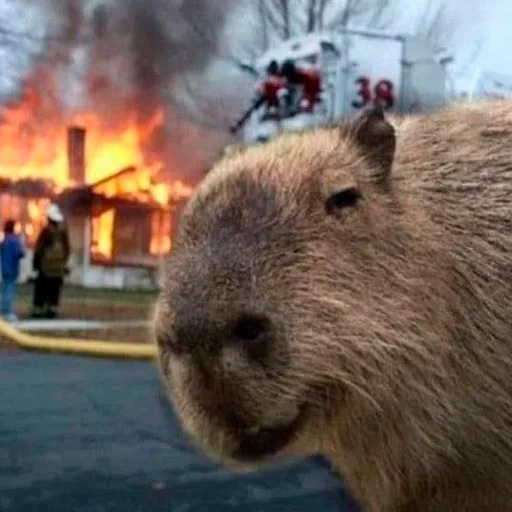 Стикер из набора "Capybara's world"