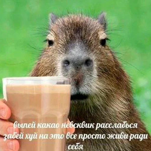 Стикер из набора "Capybara's world"