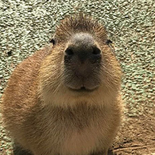 Стикер из набора "Capybara's world"