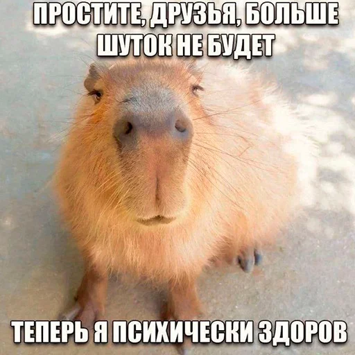 Стикер из набора "Capybara's world"