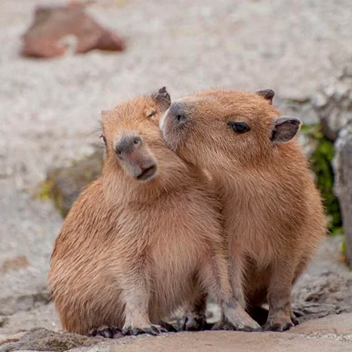 Стикер из набора "Capybara's world"