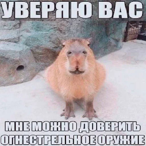 Стикер из набора "Capybara's world"