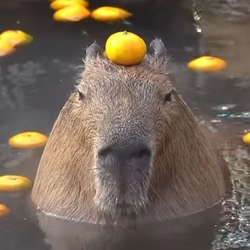 Стикер из набора "Capybara's world"