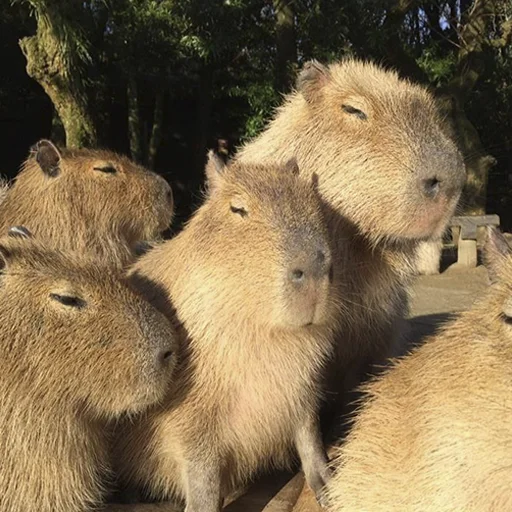 Стикер из набора "Capybara's world"