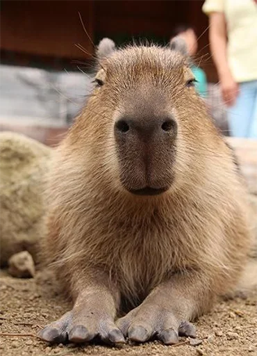 Стикер из набора "Capybara's world"