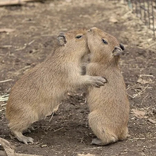 Стикер из набора "Capybara's world"