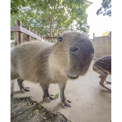 Стикер из набора "Capybara's world"