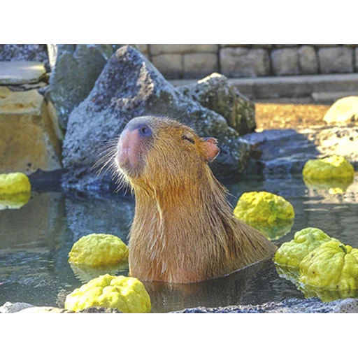 Стикер из набора "Capybara's world"