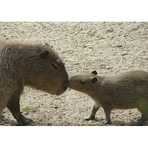 Стикер из набора "Capybara's world"