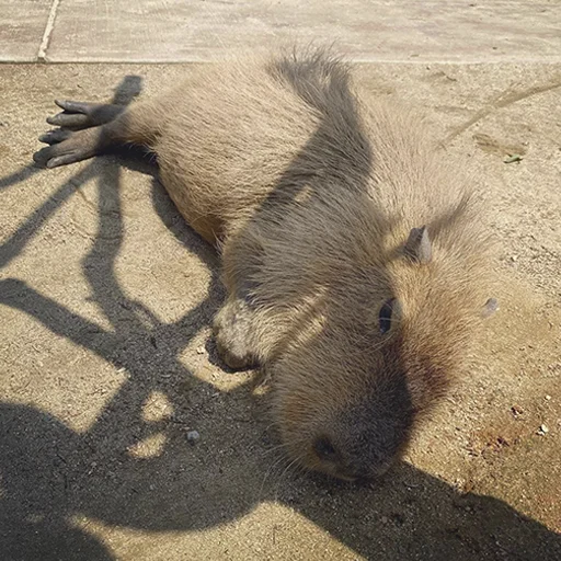 Стикер из набора "Capybara's world"