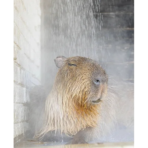 Стикер из набора "Capybara's world"