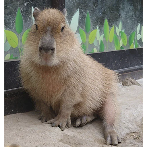 Стикер из набора "Capybara's world"