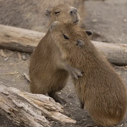 Стикер из набора "Capybara's world"