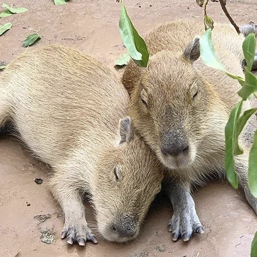 Sticker from the "Capybara's world" sticker pack