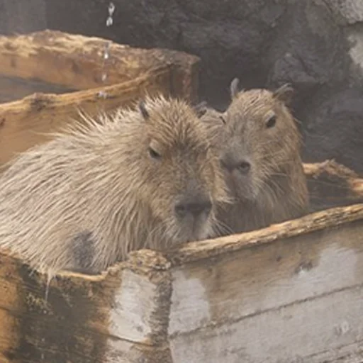 Стикер из набора "Capybara's world"