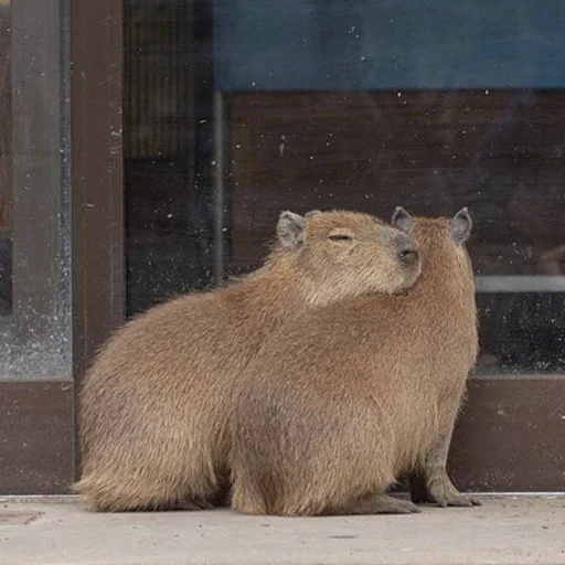 Стикер из набора "Capybara's world"