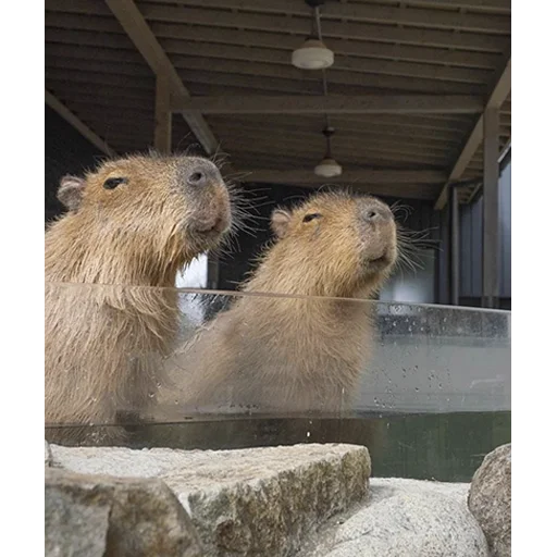 Стикер из набора "Capybara's world"