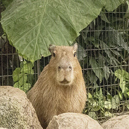 Sticker Capybara's world