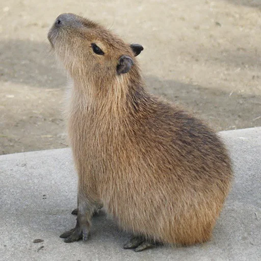 Стикер из набора "Capybara's world"