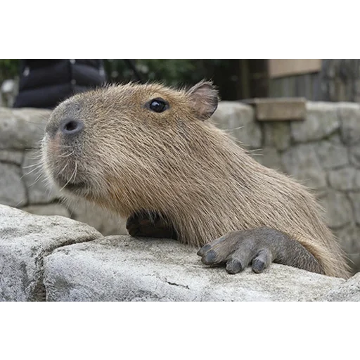 Стикер из набора "Capybara's world"