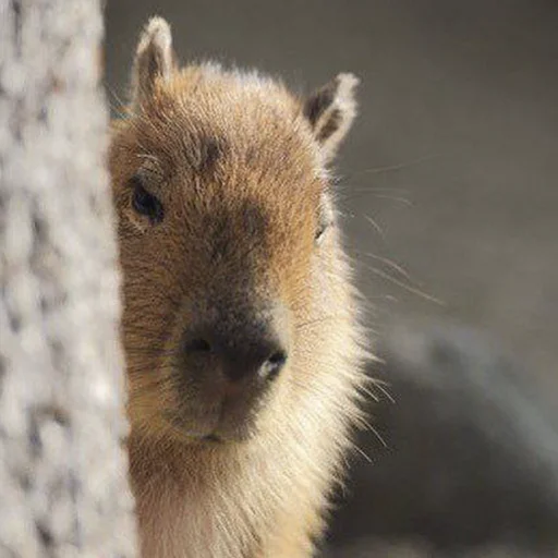 Стикер из набора "Capybara's world"