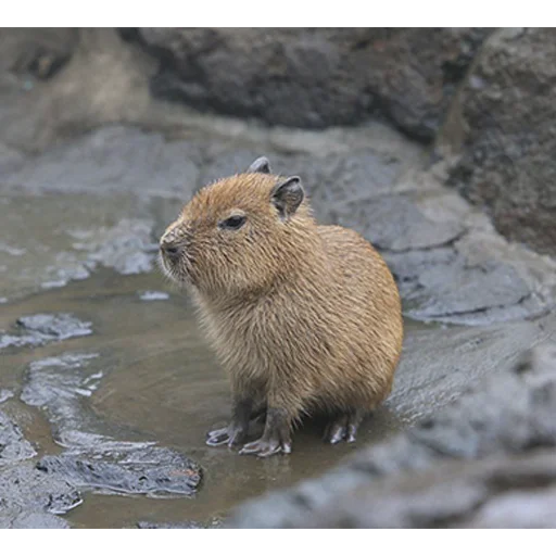 Стикер из набора "Capybara's world"