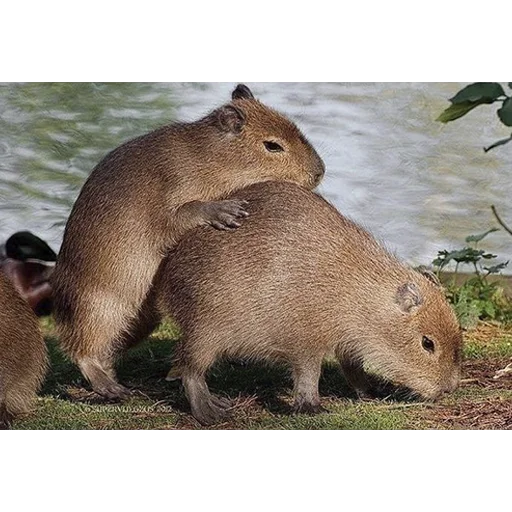 Стикер из набора "Capybara's world"