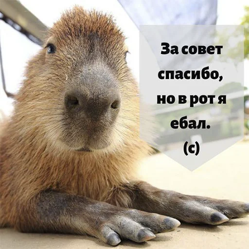 Стикер из набора "Capybara's world"