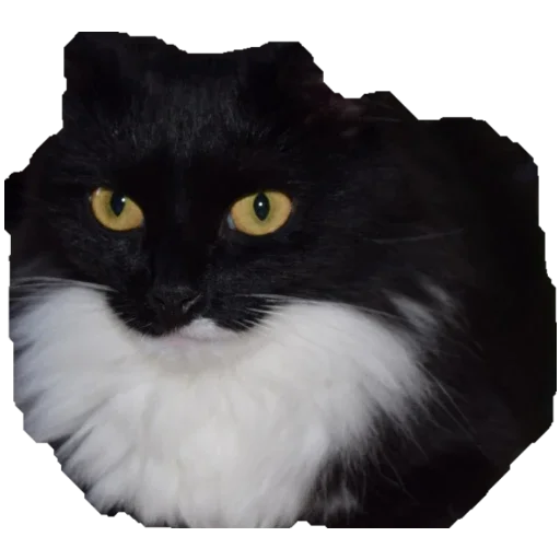 Sticker from the "Коты ъеъ" sticker pack