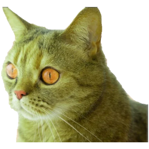 Sticker from the "Коты ъеъ" sticker pack