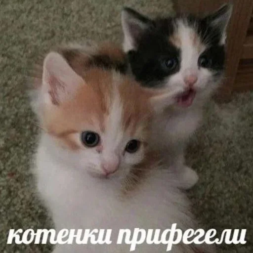 Sticker from the "котёнок няша" sticker pack