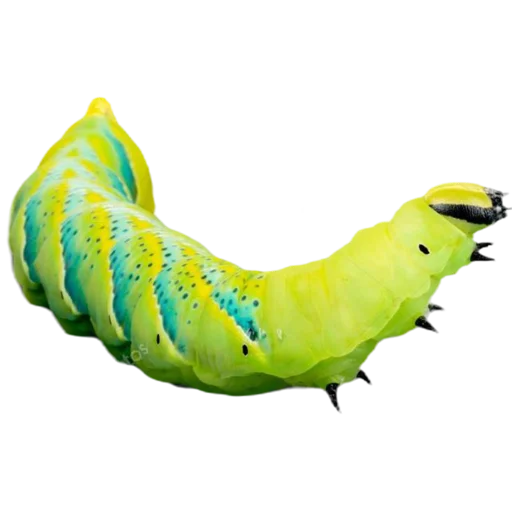 Sticker from the "Caterpillar" sticker pack