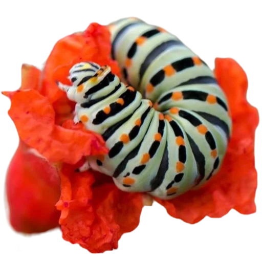 Sticker from the "Caterpillar" sticker pack