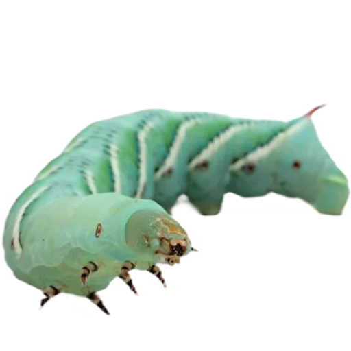 Sticker from the "Caterpillar" sticker pack