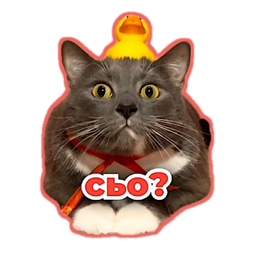 Sticker from the "kotiynet" sticker pack