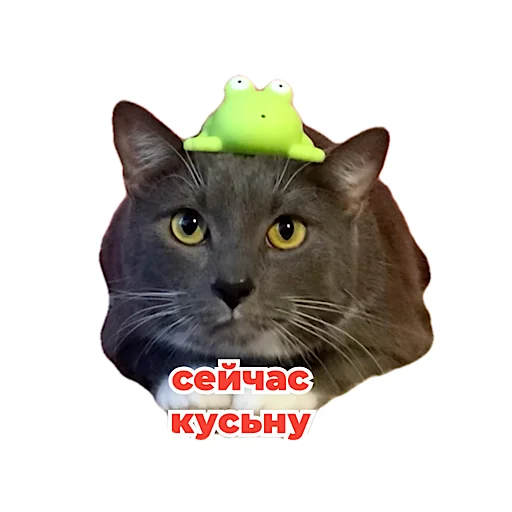 Sticker from the "kotiynet" sticker pack