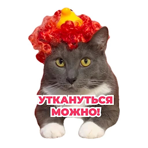 Sticker from the "kotiynet" sticker pack