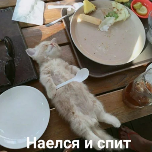 Стикер из набора "IpCatMeme"